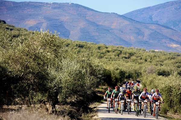 Meer von Olivenbäumen in Spanien