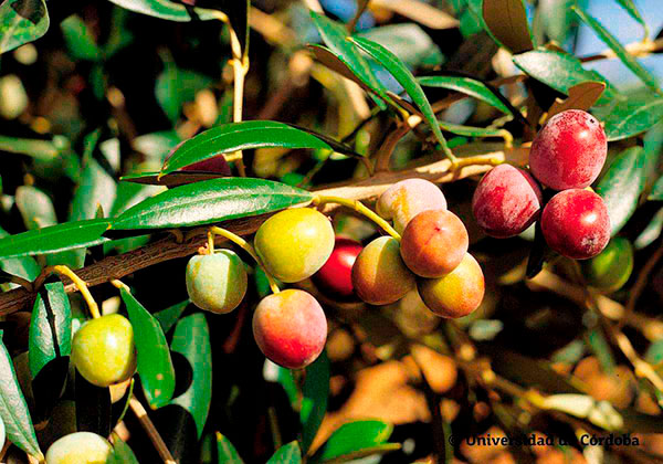 Arbequina