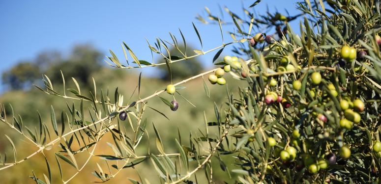 Ein neuer Trend: Olivenöltourismus