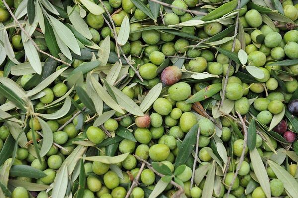 Olivenöl Geschmack: Alles was du wissen nusst