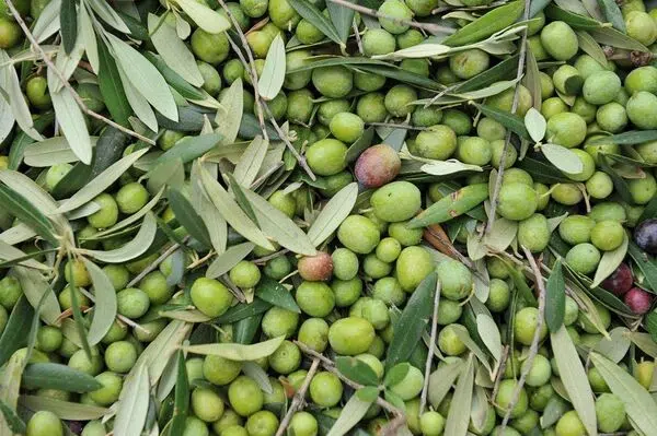olives 
