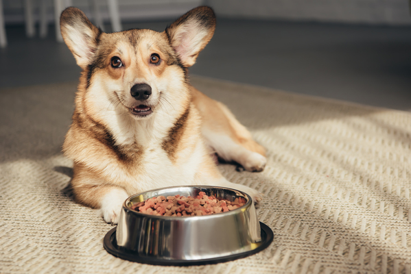 Selbstgemachtes Hundefutter mit Olivenöl