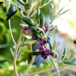 Arbequina Olivenöl – Herkunft, Geschmack und Verwendung