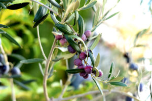 Olives Arbequina Hanging On The Branch