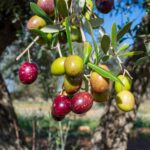 Picual Olivenöl – Herkunft, Geschmack und Verwendung