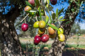 bunch of picual olives