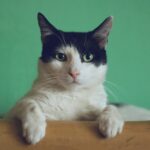 Dürfen Katzen Olivenöl bekommen? Darauf sollten Sie achten