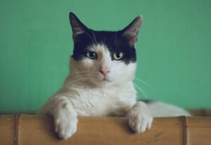 gato sobre un fondo verde